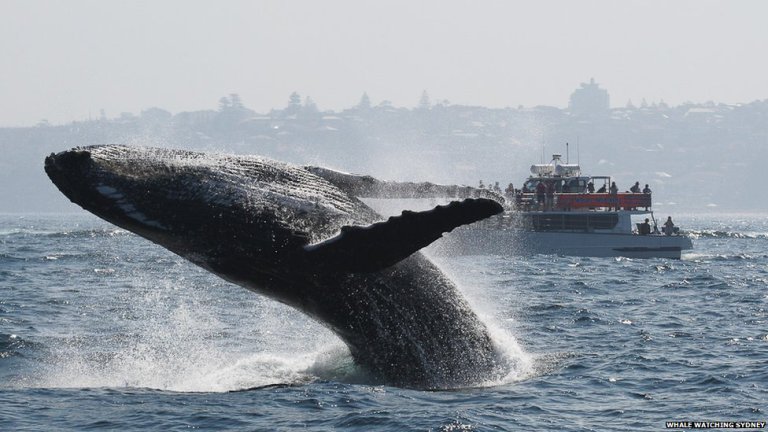 A humpback whale breaching (source - BBC News)