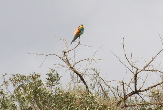A bee-eater (source – HeatherC)