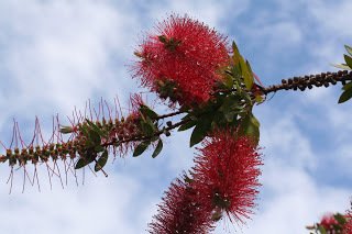 Red Bottlebrush (source – HeatherC)