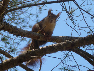 A red squirrel (source – HeatherC)