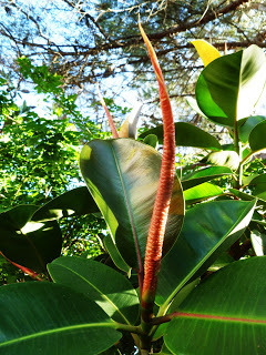 Rubber Plant (source – HeatherC)