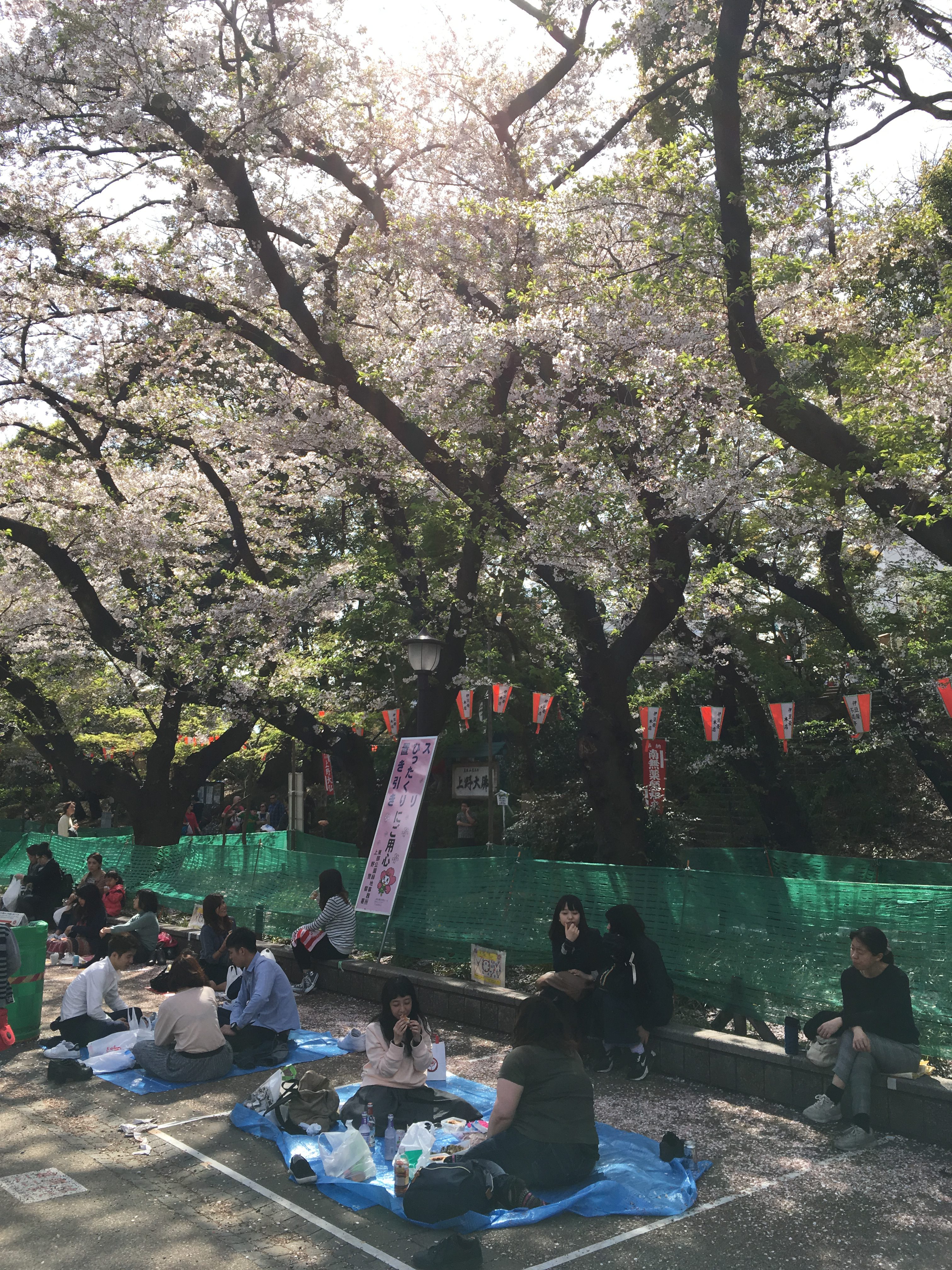 Sakura in Ueno Park